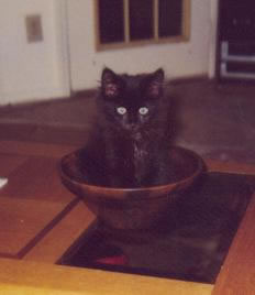 Buddy in a bowl