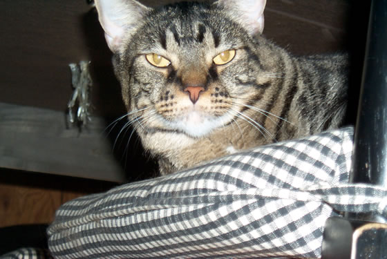 Get that thing out of my face