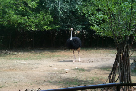 zoo pic